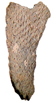 Eocene bryozoan, Adenelopsis wetherelli from Sheppey, Kent