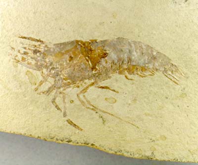Cretaceous shrimp, Ager libanensis, from Mount Haekel, Lebanon