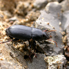 This large black beetle was spotted on the beach.  Could it be Harpalus affinis - any opinions?