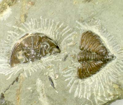 Silurian trilobite Dalmanites myops from Ludlow, England