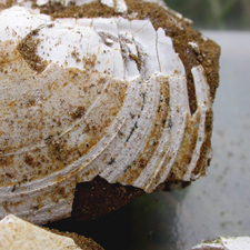 Most bivalves dug out of the cliffs or found on the beach are very fragile and break up on handling