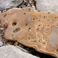 On the foreshore, an iron-rich tabular rock from the Harwich Formation shows pore holes