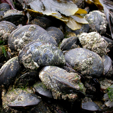 In places the beach is extensively covered with mussels, often to a depth of several inches