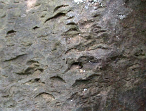 Solution holes where Brachiopods have been dissolved out of the bed rock - Site No.4