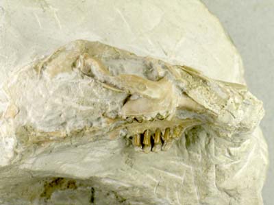 Skull of a Palaeolagus species from the Oligocene White River formation in Dakota USA