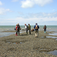 This mussel-covered spit was a popular location for collectors searching for sharks' teeth