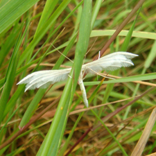 A Large White Plume moth, Pterophorus pentadactyla, spotted in the long grass at the foot of the cliffs