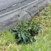 Spring beneath an entrance drive