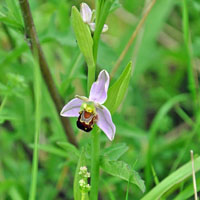 Bee Orchid