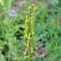 Common Twayblade