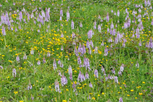 Common Spotted Orchid