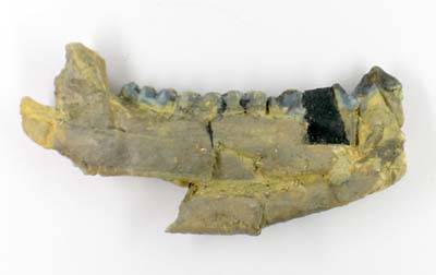 Jaw of Acotherulum saturninum