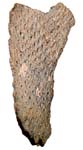 Bryozoan, Adenelopsis wetherelli, Eocene, Sheppey, Kent, England.