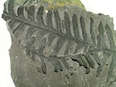 Carboniferous leaf, <i>Alethopteris serlii</i>, from Writhlington, Somerset, England