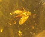 Midge in amber, Eocene / Oligocene, Baltic.