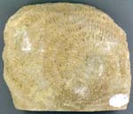 Coral, Dibunophylum bipartitum, Carboniferous, North of England.