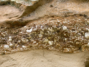 A bed of bivalves in the cliff face, mostly badly eroded and very fragile