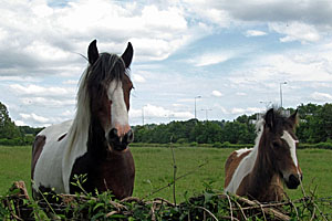 Mare with Foal