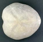 Echinoid, Micraster cortestudinarium, Cretaceous Chalk, Kent, England.