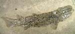 Coelacanth, Osteolepis macrolepidotus, Orkney Islands, Scotland.