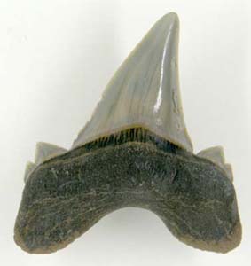Tooth of Eocene shark, Otodus obliquus, from Sheppey, Kent, England