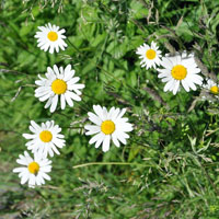 Ox Eye Daisy