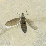 Adult dipteran insect , Plecia sp., Oligocene lake deposits, near Le Puy-en-Valay, France.