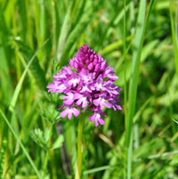 Pyramidal Orchid,Anacamptis pyramidalis