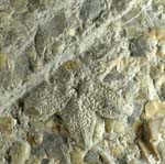 Asteroid, Starfish, Upper Triassic, Somerset, England.