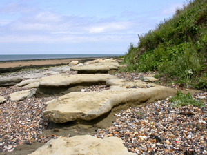 Large tablets of sandstone eroded from the Thanet Sand formed a comfortable seat to have our packed lunch